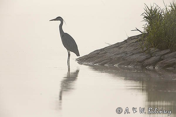 Czapla siwa, Ardea cinerea