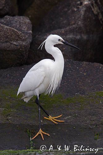 Czapla nadobna, Egretta garzetta