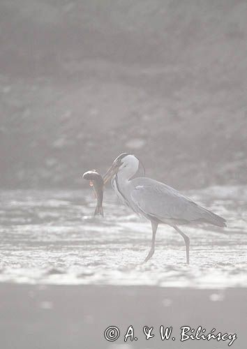 czapla siwa, Ardea cinerea, rzeka San, Pogórze Dynowskie