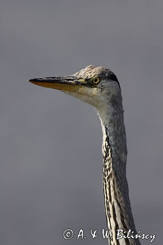 czapla siwa Ardea cinerea port Sandhamn, południowo-wschodni kraniec Szwecji, Blekinge