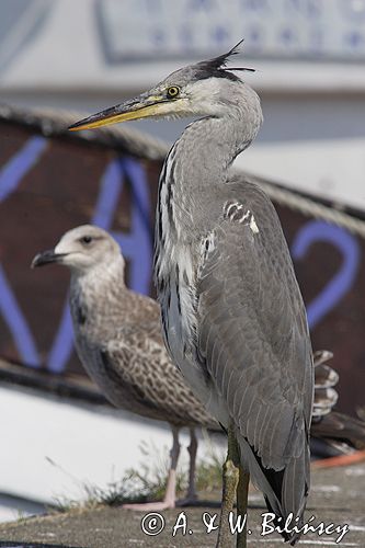 czapla siwa Ardea cinerea port Sandhamn, południowo-wschodni kraniec Szwecji, Blekinge