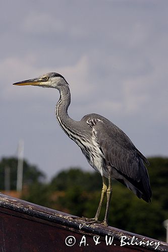 czapla siwa Ardea cinerea port Sandhamn, południowo-wschodni kraniec Szwecji, Blekinge