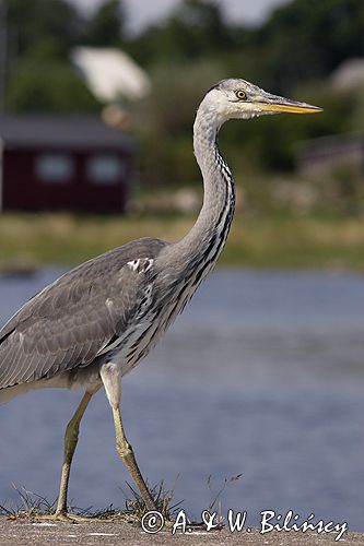 czapla siwa Ardea cinerea port Sandhamn, południowo-wschodni kraniec Szwecji, Blekinge