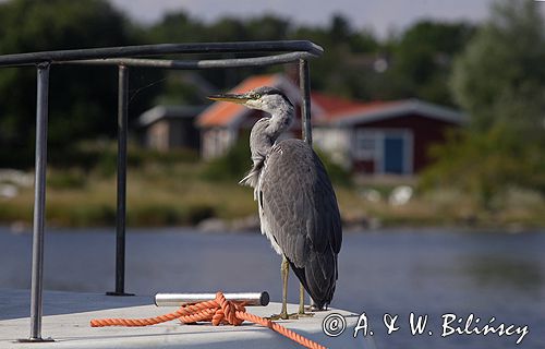 czapla siwa Ardea cinerea port Sandhamn, południowo-wschodni kraniec Szwecji, Blekinge