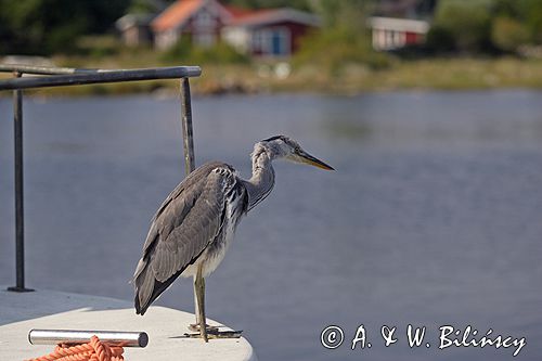 czapla siwa Ardea cinerea port Sandhamn, południowo-wschodni kraniec Szwecji, Blekinge