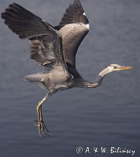 czapla siwa Ardea cinerea port Sandhamn, południowo-wschodni kraniec Szwecji, Blekinge