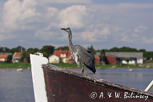 czapla siwa Ardea cinerea port Sandhamn, południowo-wschodni kraniec Szwecji, Blekinge
