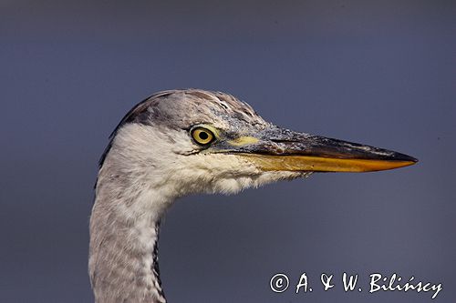 czapla siwa Ardea cinerea port Sandhamn, południowo-wschodni kraniec Szwecji, Blekinge