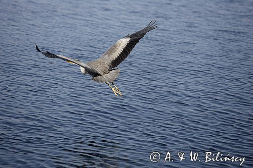 czapla siwa Ardea cinerea port Sandhamn, południowo-wschodni kraniec Szwecji, Blekinge