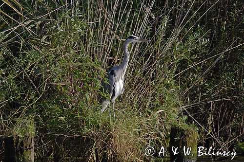 czapla siwa Ardea cinerea