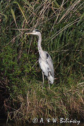 czapla siwa Ardea cinerea