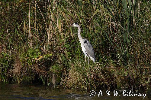 czapla siwa Ardea cinerea