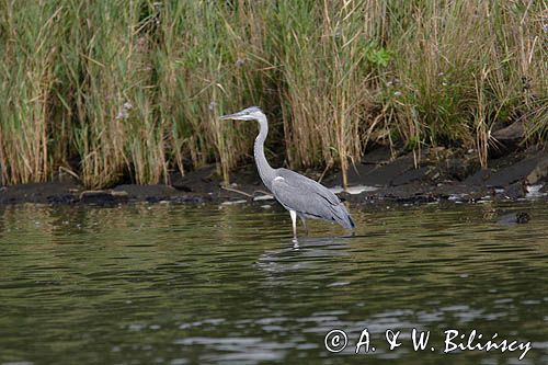 czapla siwa Ardea cinerea