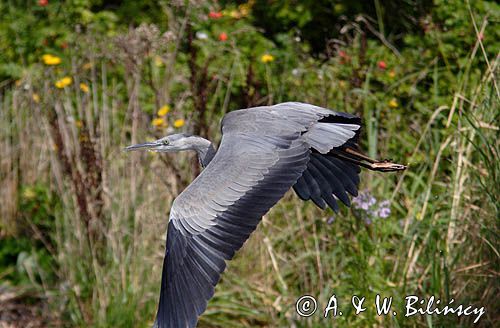 czapla siwa Ardea cinerea