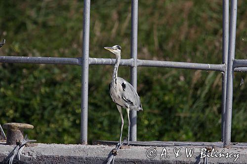 czapla siwa Ardea cinerea na nabrzeżu portowym koło Świnoujścia