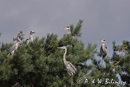 czapla siwa Ardea cinerea, kolonia