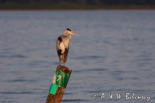 czapla siwa Ardea cinerea