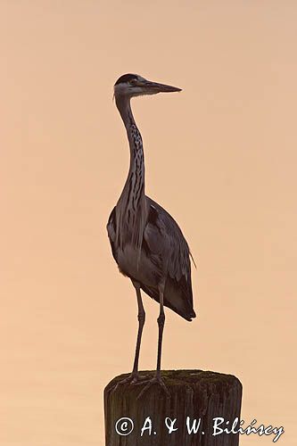 czapla siwa Ardea cinerea