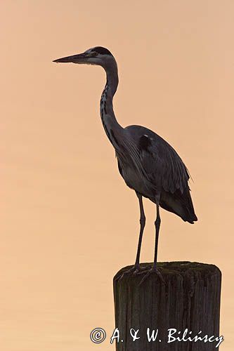 czapla siwa Ardea cinerea