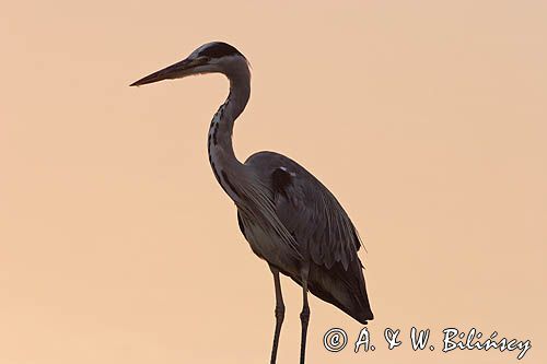 czapla siwa Ardea cinerea