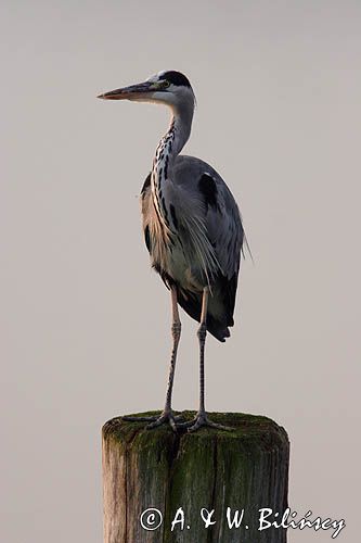 czapla siwa Ardea cinerea