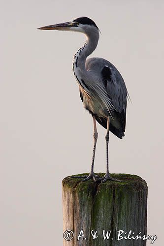 czapla siwa Ardea cinerea