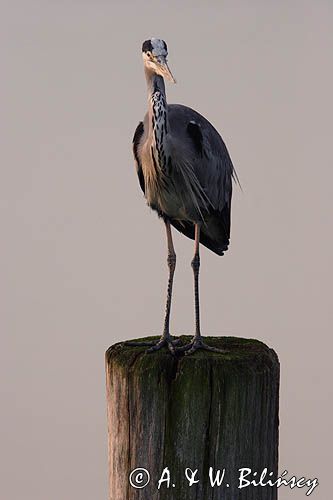 czapla siwa Ardea cinerea