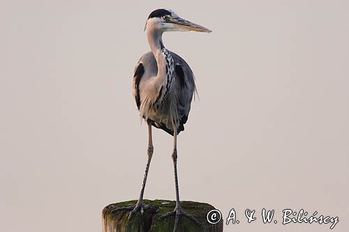 czapla siwa Ardea cinerea