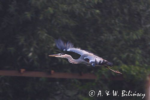 czapla siwa Ardea cinerea