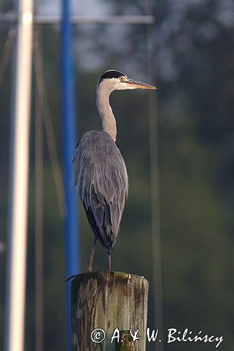 czapla siwa Ardea cinerea