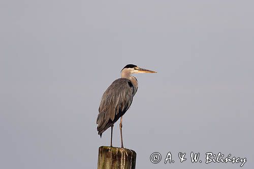 czapla siwa Ardea cinerea