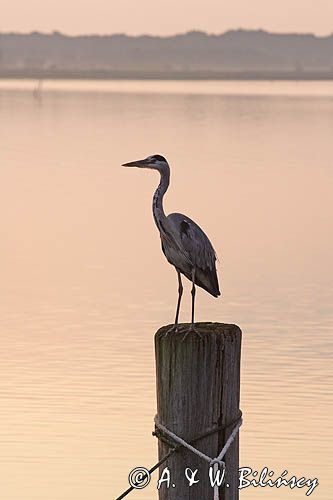 czapla siwa Ardea cinerea