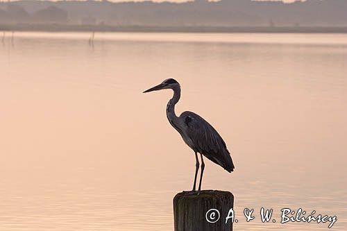 czapla siwa Ardea cinerea