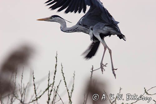 czapla siwa Ardea cinerea