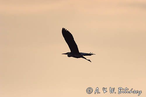 czapla siwa Ardea cinerea