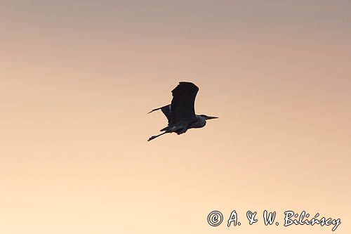 czapla siwa Ardea cinerea