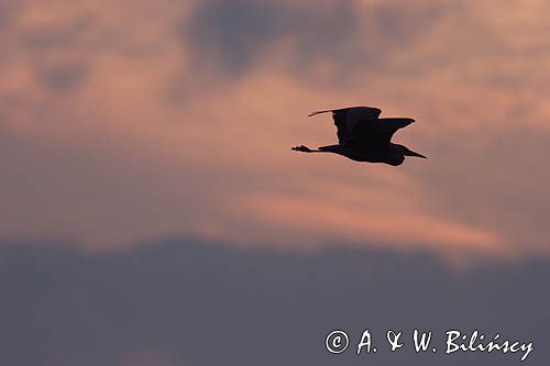 czapla siwa Ardea cinerea