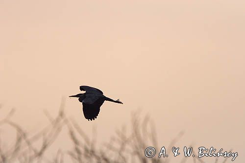 czapla siwa Ardea cinerea