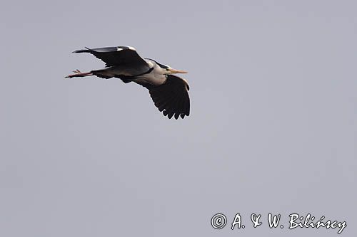 czapla siwa Ardea cinerea