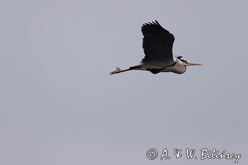 czapla siwa Ardea cinerea