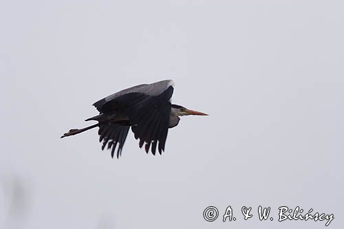 czapla siwa Ardea cinerea