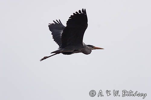 czapla siwa Ardea cinerea