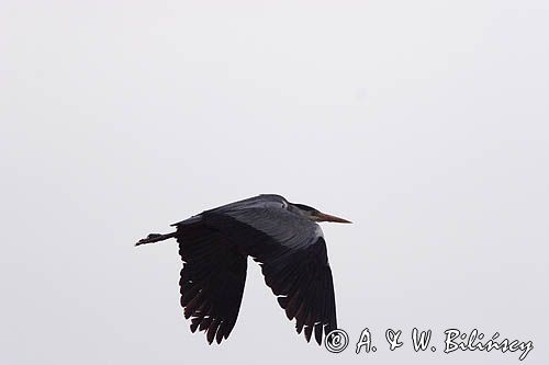 czapla siwa Ardea cinerea