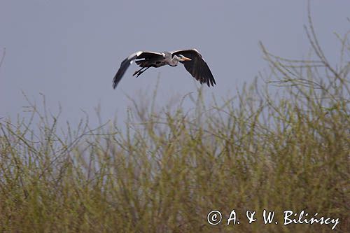 czapla siwa Ardea cinerea