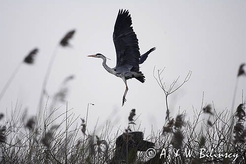 czapla siwa Ardea cinerea