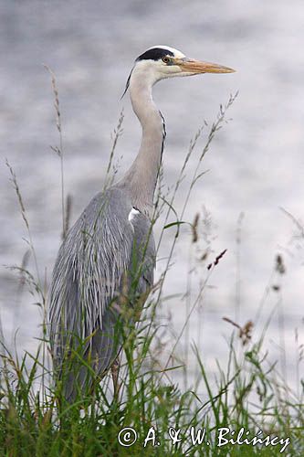 czapla siwa, Ardea cinerea