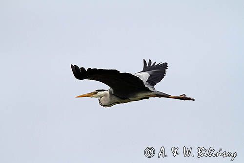 czapla siwa w locie, Ardea cinerea