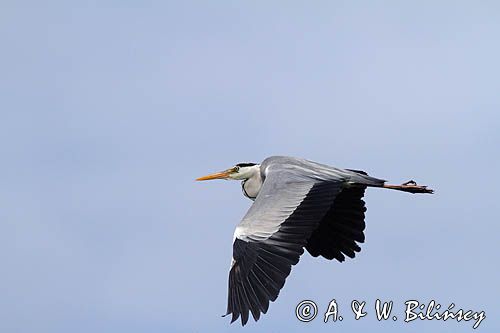 czapla siwa w locie, Ardea cinerea