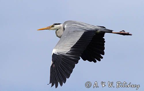 czapla siwa w locie, Ardea cinerea