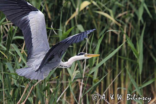 czapla siwa, Ardea cinerea